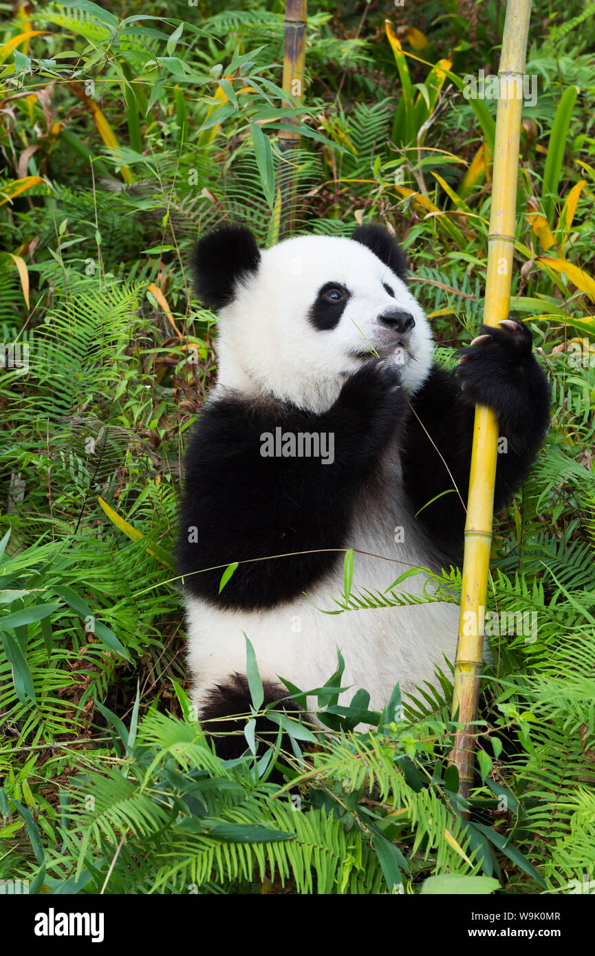 Deux ans jeune panda géant (Ailuropoda melanoleuca), Chengdu, Sichuan, China, Asia Banque D'Images