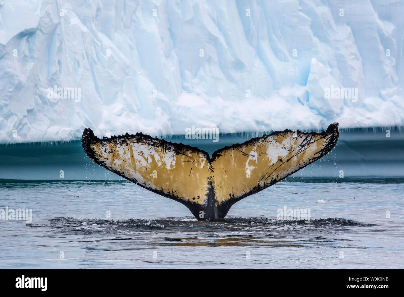 Des profils baleine à bosse (Megaptera novaeangliae), flets, plonger parmi les glaces de l'Antarctique, Cierva Cove, régions polaires Banque D'Images