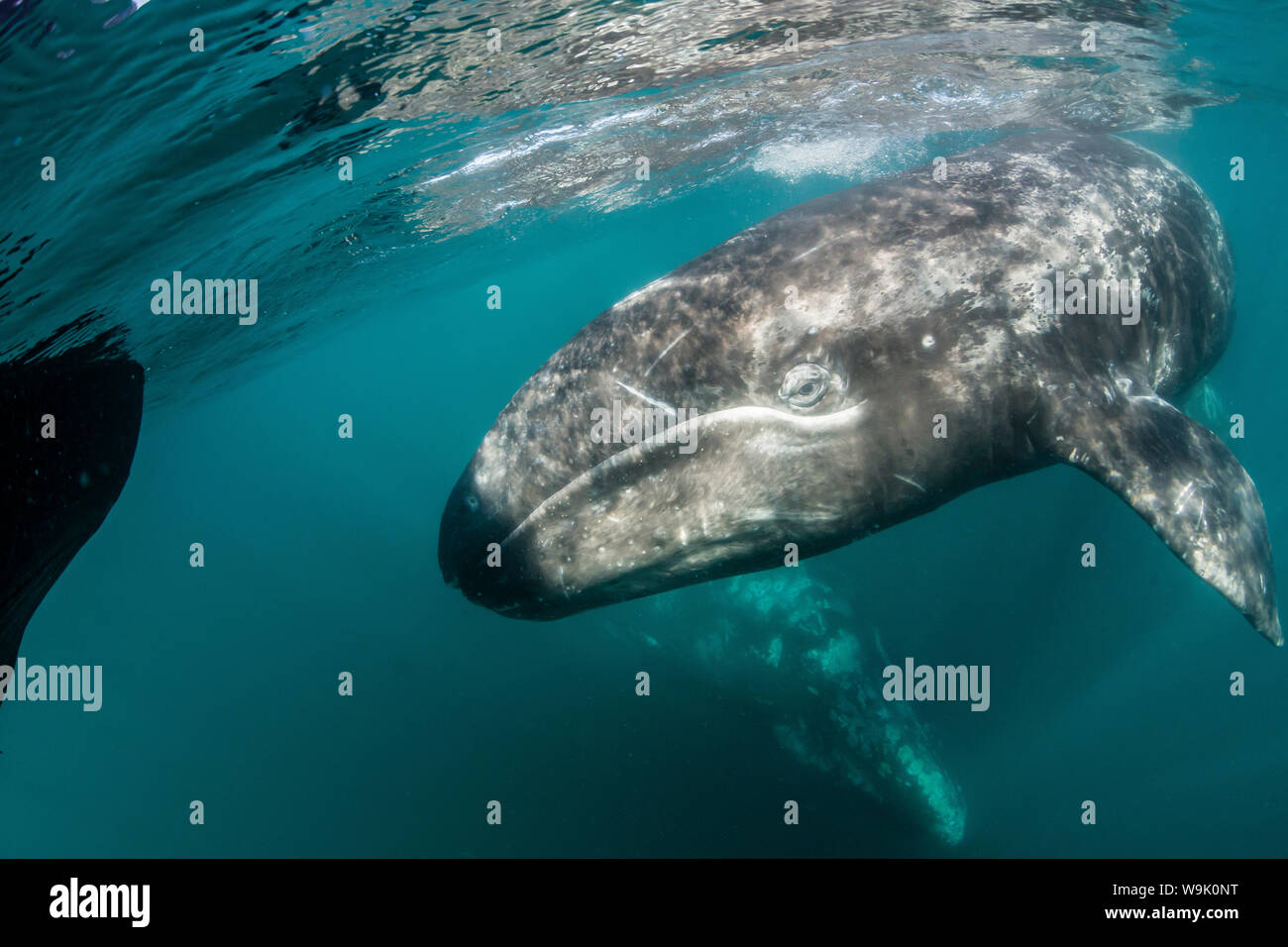 California baleine grise (Eschrichtius robustus) mère et son petit sous l'eau dans la lagune de San Ignacio, Baja California Sur, au Mexique, en Amérique du Nord Banque D'Images