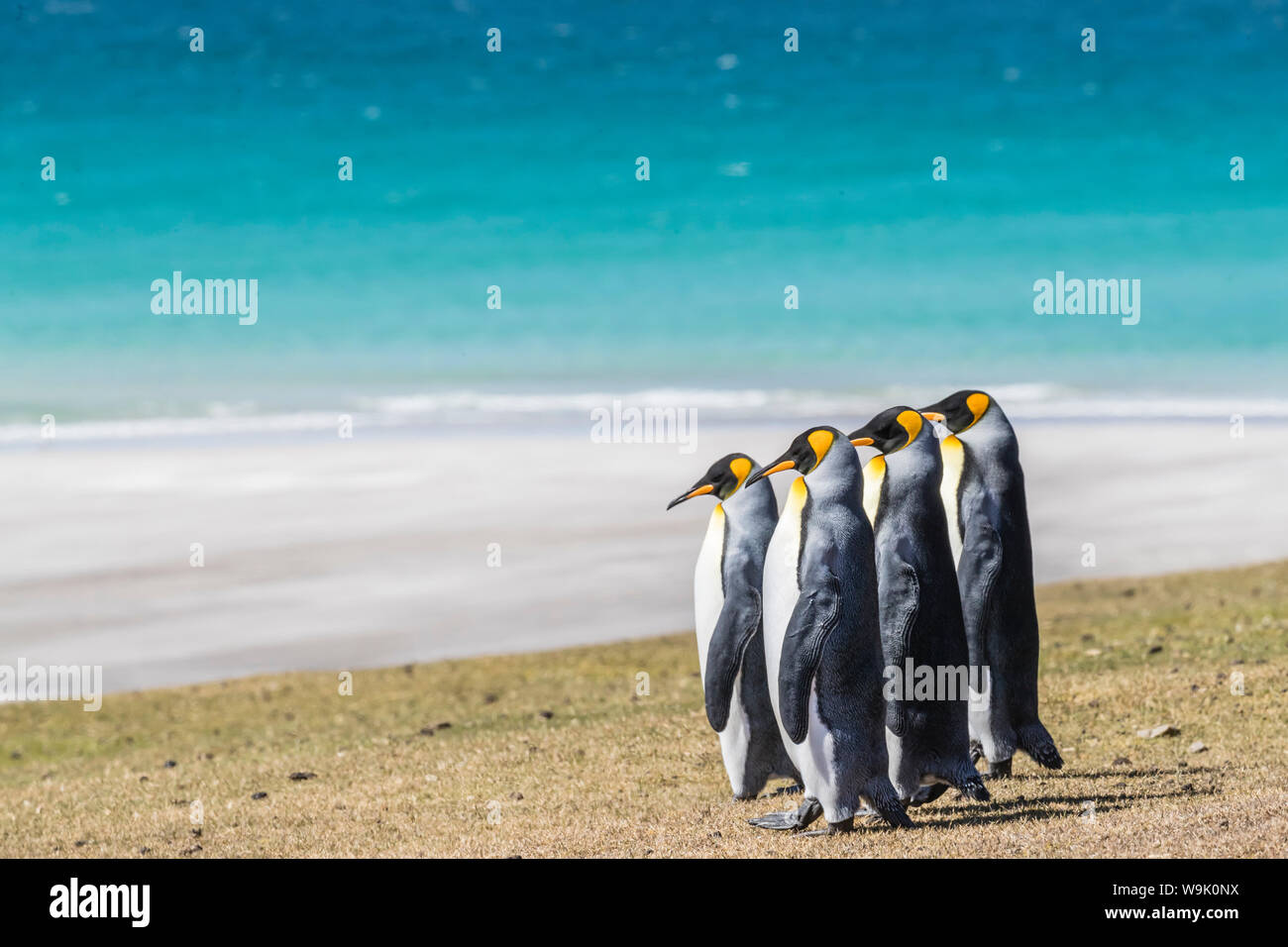 Des profils de manchots royaux (Aptenodytes patagonicus) sur les pentes herbeuses de l'Île Saunders, îles Malouines, l'Amérique du Sud Banque D'Images