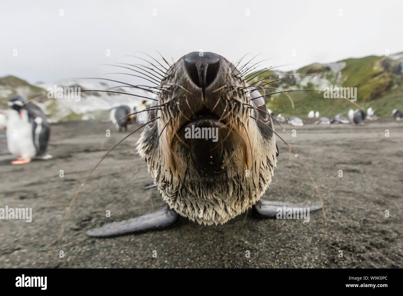 Un curieux jeune Argentina (Arctocephalus gazella), Gold Harbour, la Géorgie du Sud, régions polaires Banque D'Images