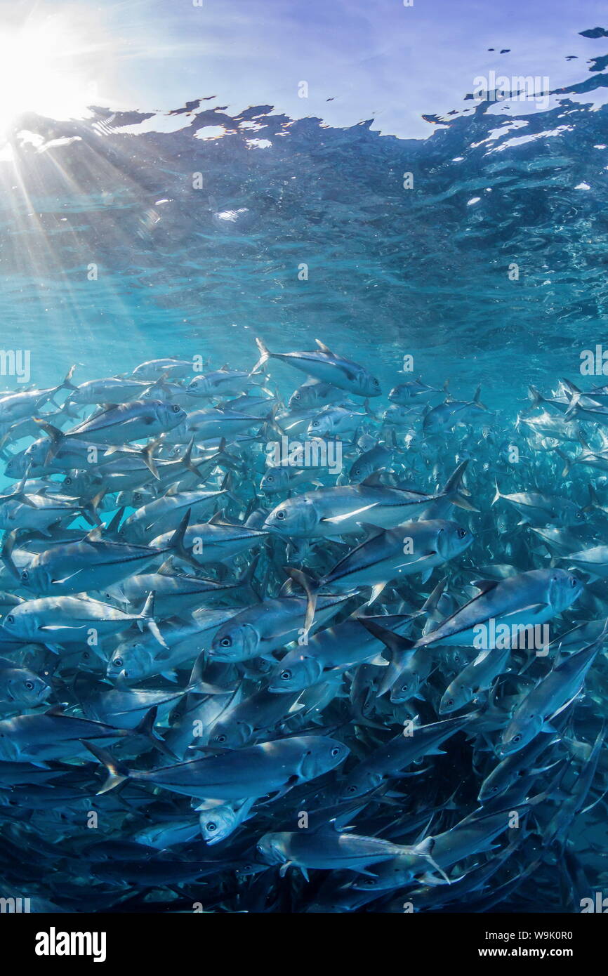 Une grande école de caranges (Caranx sexfasciatus) en eau profonde près de Cabo Pulmo, Baja California Sur, au Mexique, en Amérique du Nord Banque D'Images