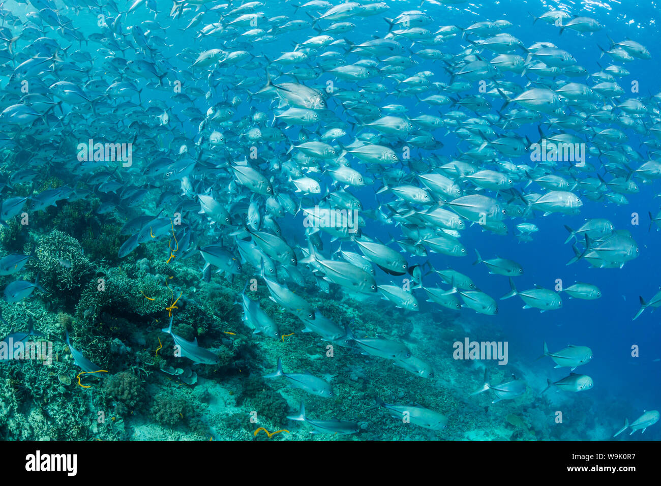 Une école de caranges (Caranx sexfasciatus) sur l'île de Sebayur, la mer de Flores, en Indonésie, en Asie du Sud-Est, l'Asie Banque D'Images