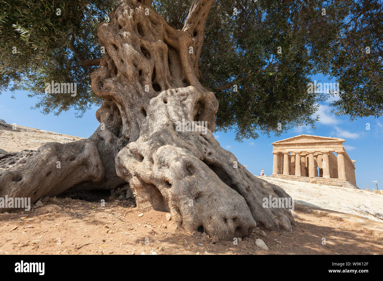 Un olivier frames le temple ancien de Concordia dans le site archéologique de Valle dei Templi, Agrigento, UNESCO, Sicile, Italie Banque D'Images