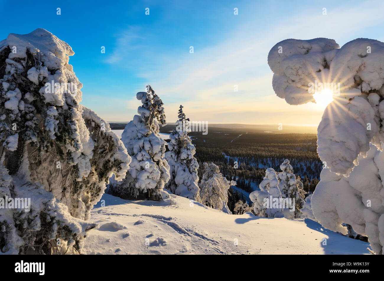 Soleil et ciel bleu, la trame des branches d'arbres gelés le dans la Snowy Woods, Ruka, Kuusamo, région de l'Ostrobotnie, Laponie, Finlande, Europe Banque D'Images