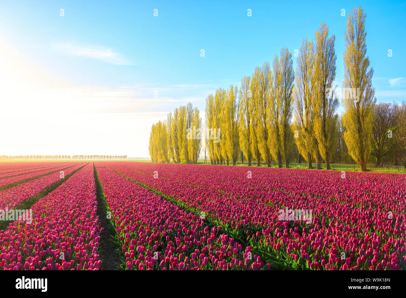 Le ciel bleu à l'aube et champs de tulipes colorées en fleur entourée de grands arbres, de Rijp, Alkmaar, Hollande du Nord, Pays-Bas, Europe Banque D'Images