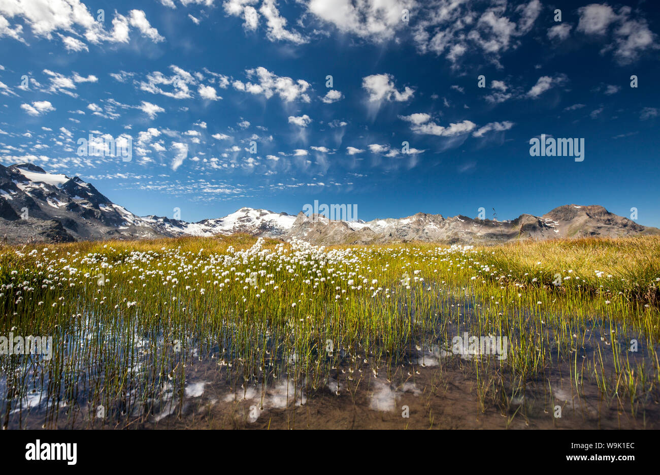 Eriophorus (coton) de l'herbe qui fleurit dans l'eau d'un lac en haute Engadine, entouré par les Alpes Suisses, Grisons, Suisse, Europe Banque D'Images