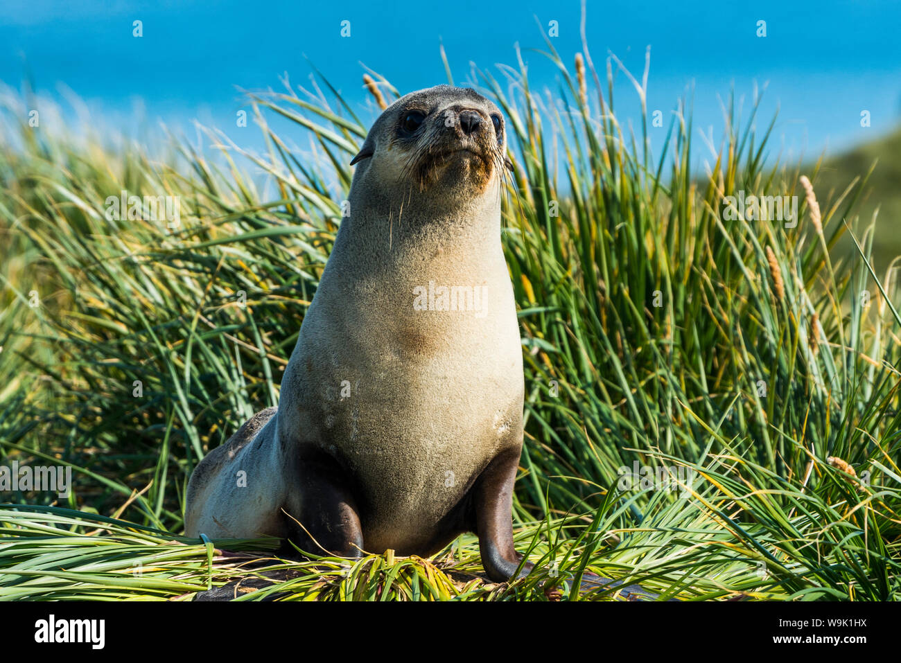 L'Antarctique jeunes (Arctocephalus gazella), Île du prion, la Géorgie du Sud, l'Antarctique, régions polaires Banque D'Images