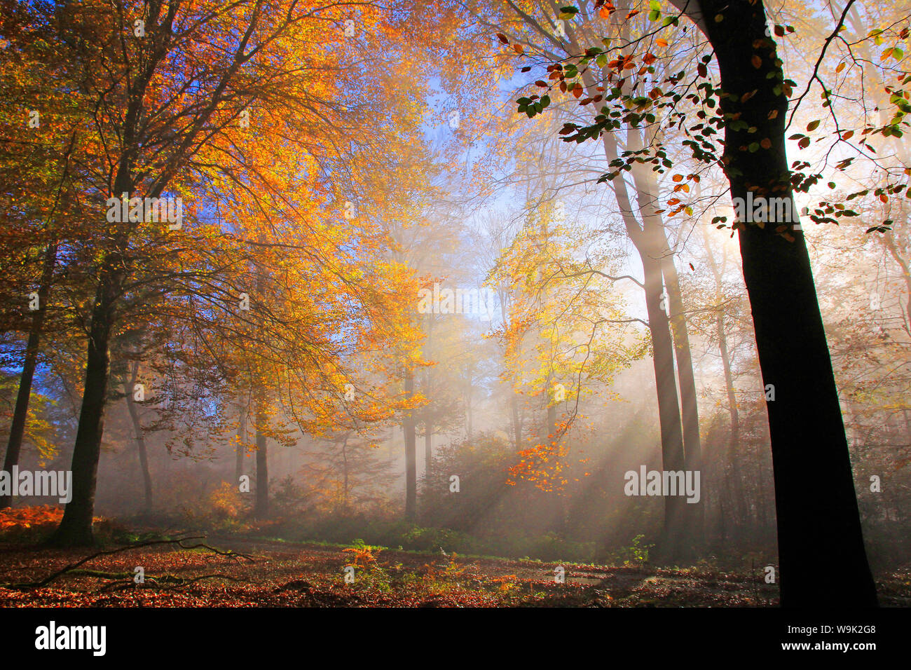 Forêt d'automne près de ferme du parc, Rhénanie-Palatinat, Allemagne, Europe Banque D'Images