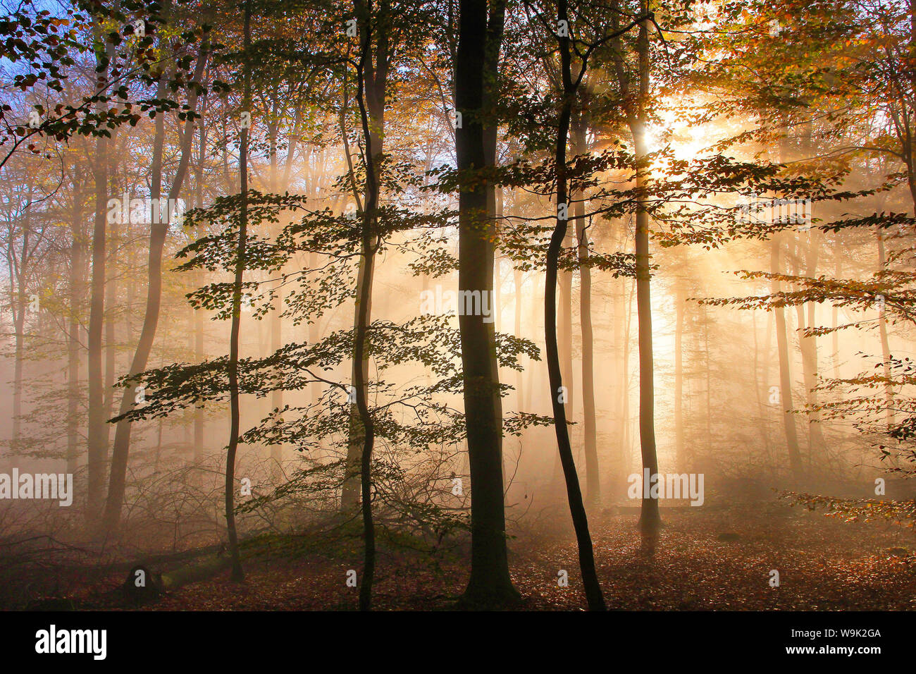 Forêt d'automne près de ferme du parc, Rhénanie-Palatinat, Allemagne, Europe Banque D'Images