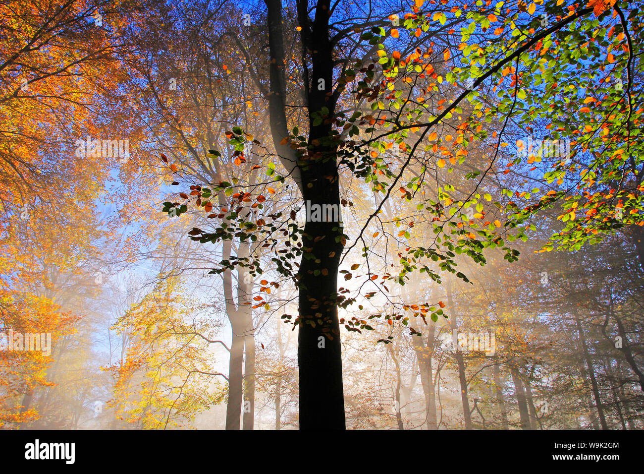 Forêt d'automne près de ferme du parc, Rhénanie-Palatinat, Allemagne, Europe Banque D'Images