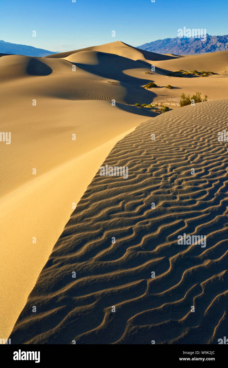 Rides de sable, dans les buissons de Mesquite mesquite Appartements les dunes de sable, les montagnes de la vigne Amargosa range derrière, Stovepipe Wells, California, USA Banque D'Images