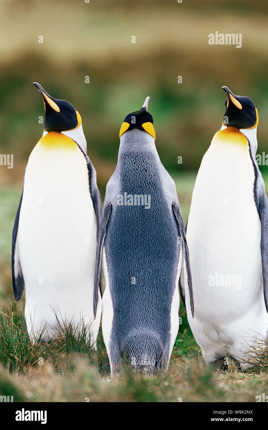 Le manchot royal (Aptenodytes patagonicus), bénévole Point, East Falkland, îles Falkland, l'Atlantique Sud, l'Amérique du Sud Banque D'Images