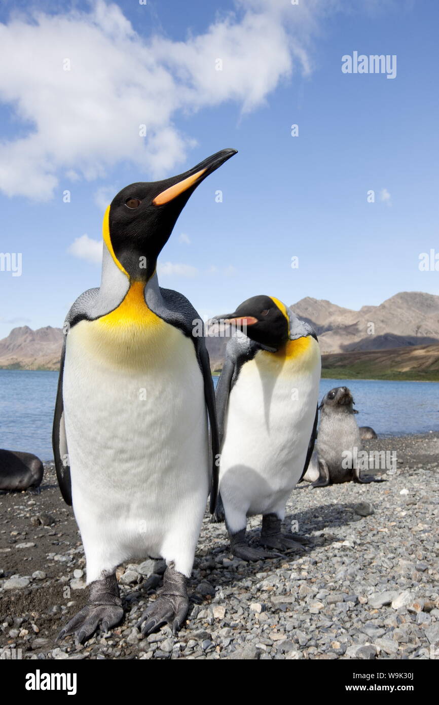 Le manchot royal (Aptenodytes patagonicus), l'île de Husvik, Antarctique, les régions polaires Banque D'Images