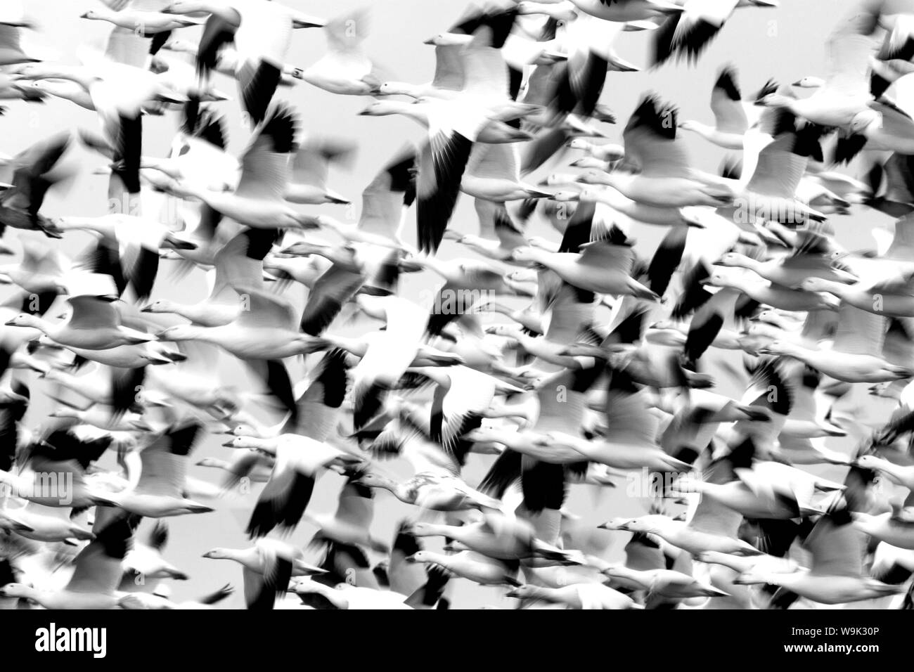 Oie des neiges (Anser caerulescens), Bosque del Apache, Soccoro, New Mexico, USA Banque D'Images