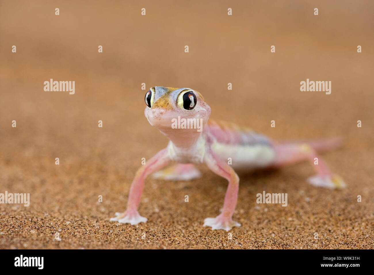 Webfooted Palmatogecko rangei (Gecko), Désert du Namib, Namibie, Afrique Banque D'Images