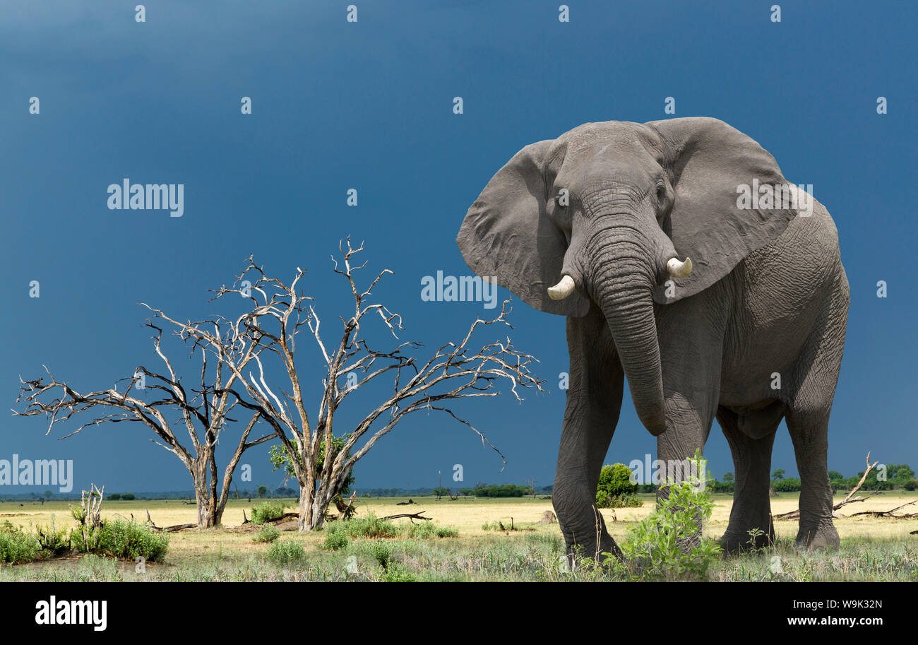 L'éléphant africain, Okavango Delta, Botswana, Africa Banque D'Images