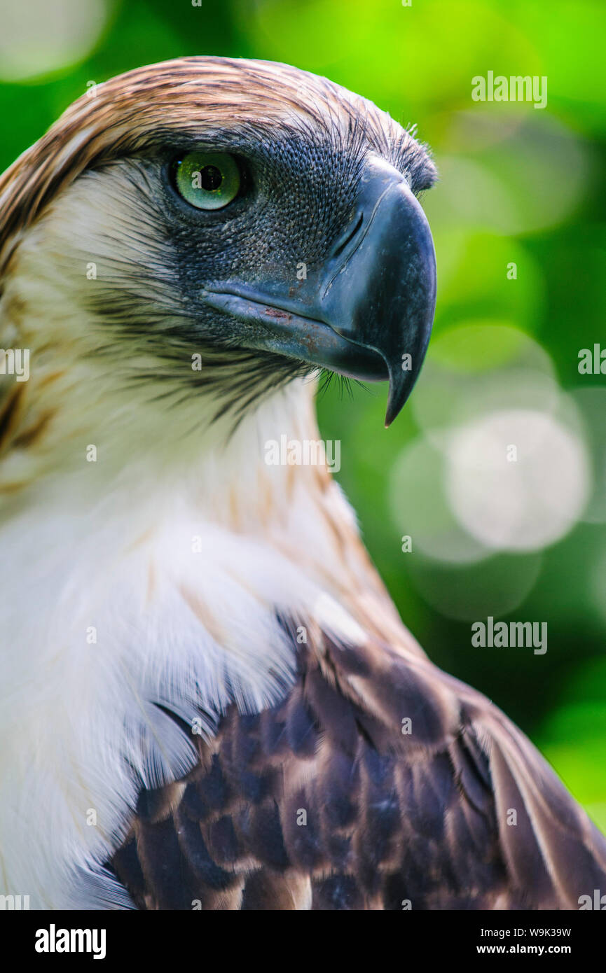 (Pithecophaga jefferyi aigle des singes) (manger-Eagle), Davao, Mindanao, Philippines, Asie du Sud, Asie Banque D'Images
