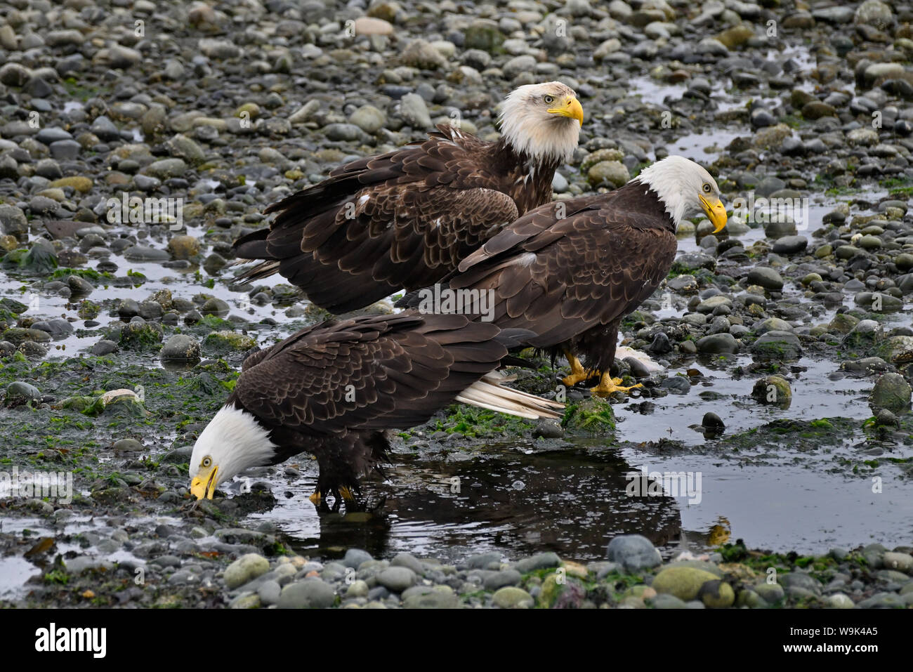 Trois aigles, CampbellRiver, île de Vancouver, C.-B.) Canada. Banque D'Images