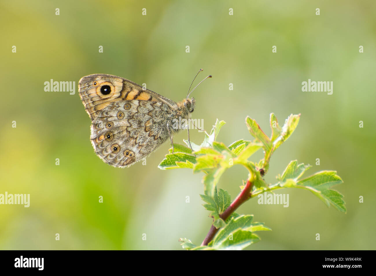 Mur ou mur (Lasiommata megera papillon brun) dessous, perché dans un arbuste, UK Banque D'Images