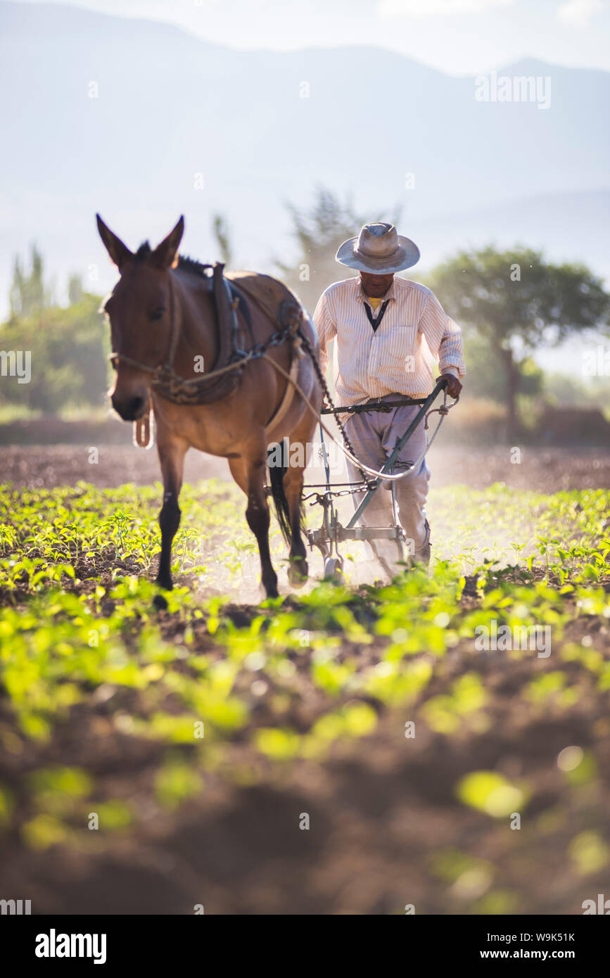 Agriculteur dans la vallée de Cachi, vallées Calchaqui, Province de Salta, Argentine du Nord, Argentine, Amérique du Sud Banque D'Images