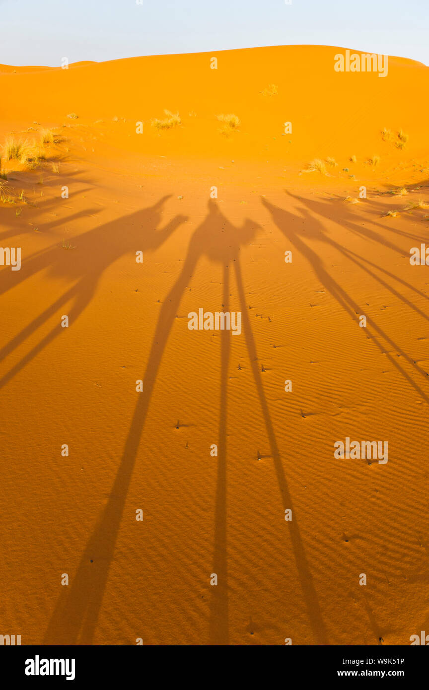 Caravane de chameaux, les ombres du désert Erg Chebbi, désert du Sahara, près de Merzouga, Maroc, Afrique du Nord, Afrique Banque D'Images