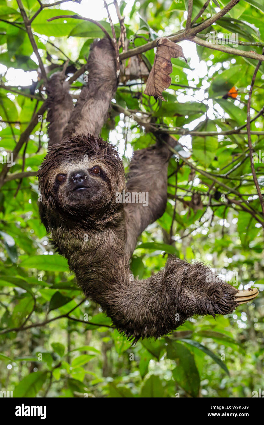 Un wild brown-throated sloth (Bradypus variegatus), l'atterrissage dans la région, décontracté du bassin du fleuve Amazone, Loreto, le Pérou, Amérique du Sud Banque D'Images