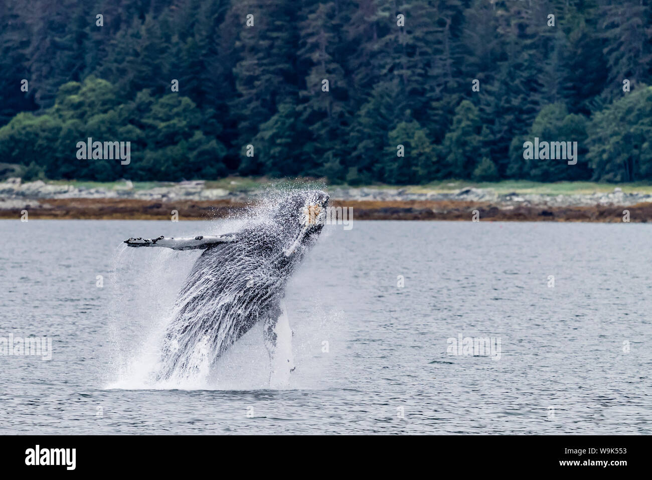 Baleine à bosse (Megaptera novaeangliae) violer près de la péninsule de verre, le sud-est de l'Alaska, États-Unis d'Amérique, Amérique du Nord Banque D'Images