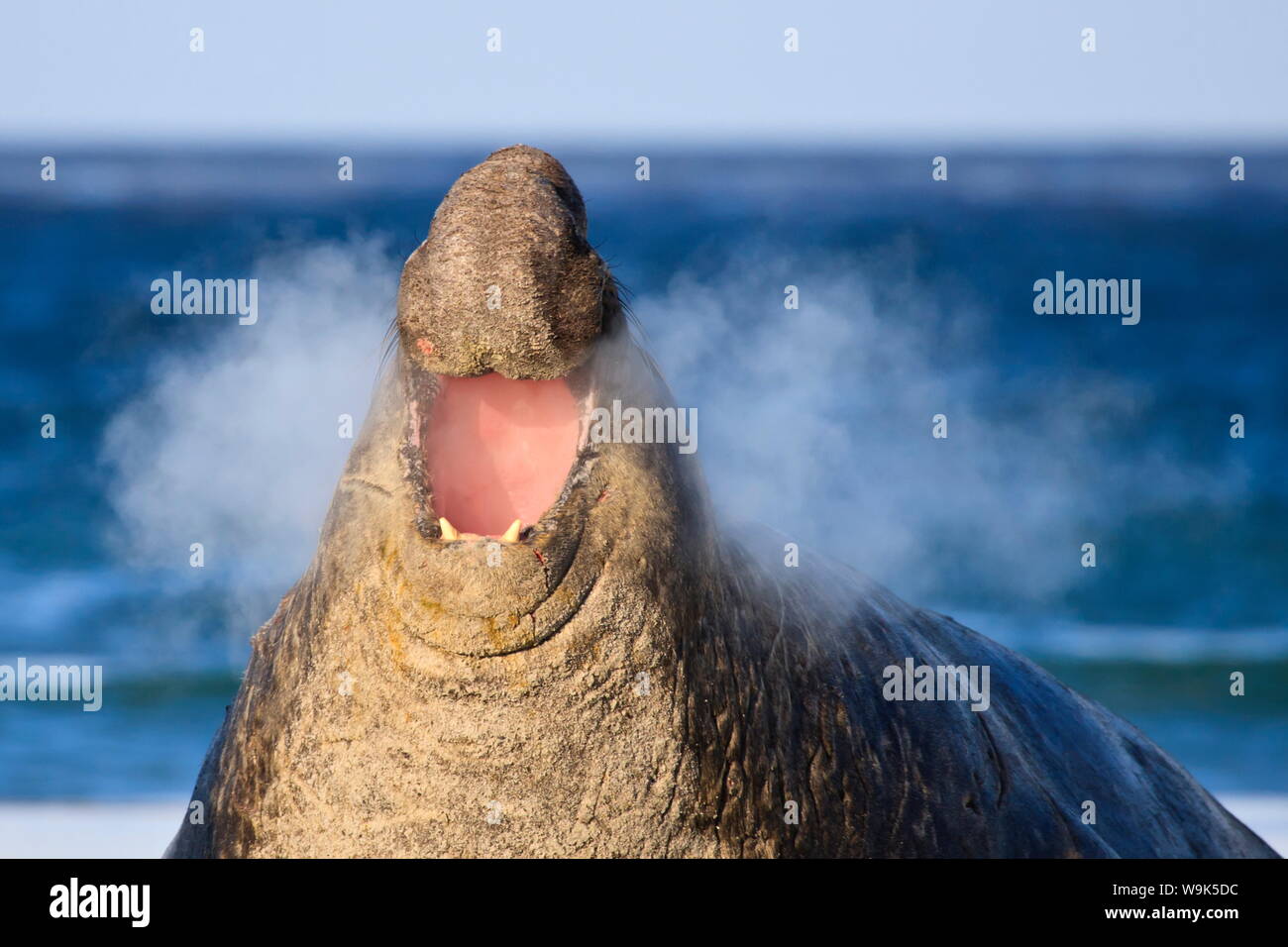 Éléphant de mer du sud (Mirounga leonina) bull utilise des vocalises et produit de la vapeur, l'île de Sea Lion, îles Malouines, l'Amérique du Sud Banque D'Images