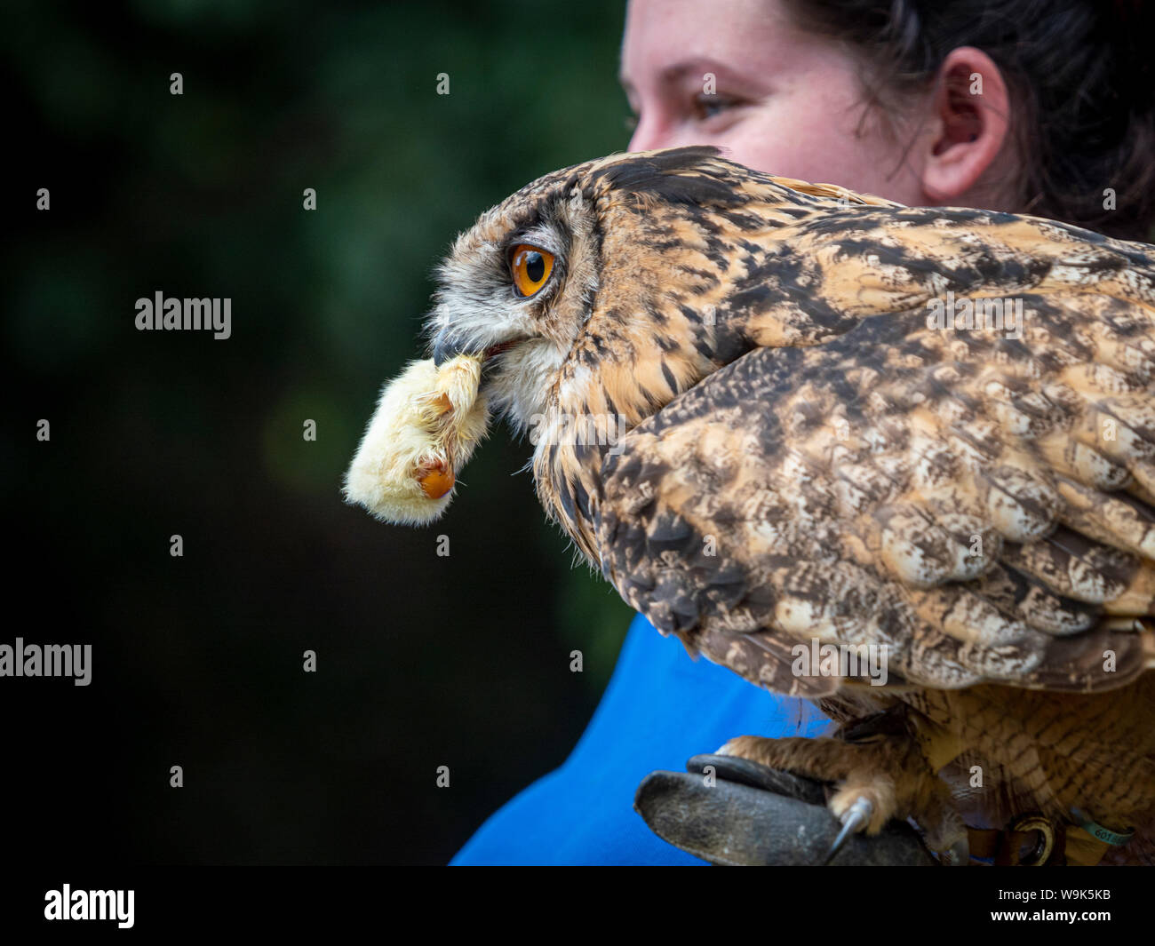 Grand Hibou avec la nourriture (oisillon) et de gestionnaire Banque D'Images