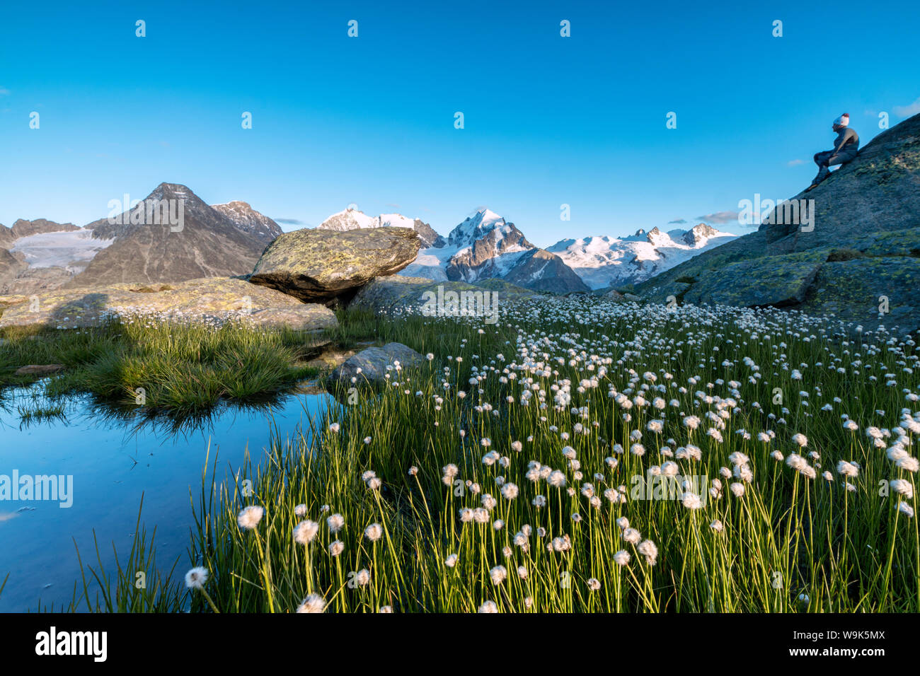 Randonneur sur rochers admire les fleurs de coton, d'herbe, la Fuorcla Surlej, Saint-Moritz, Canton des Grisons, Engadine, Suisse, Europe Banque D'Images