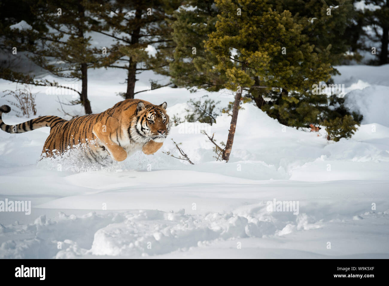 Tigre de Sibérie (Panthera tigris altaica), Montana, États-Unis d'Amérique, Amérique du Nord Banque D'Images