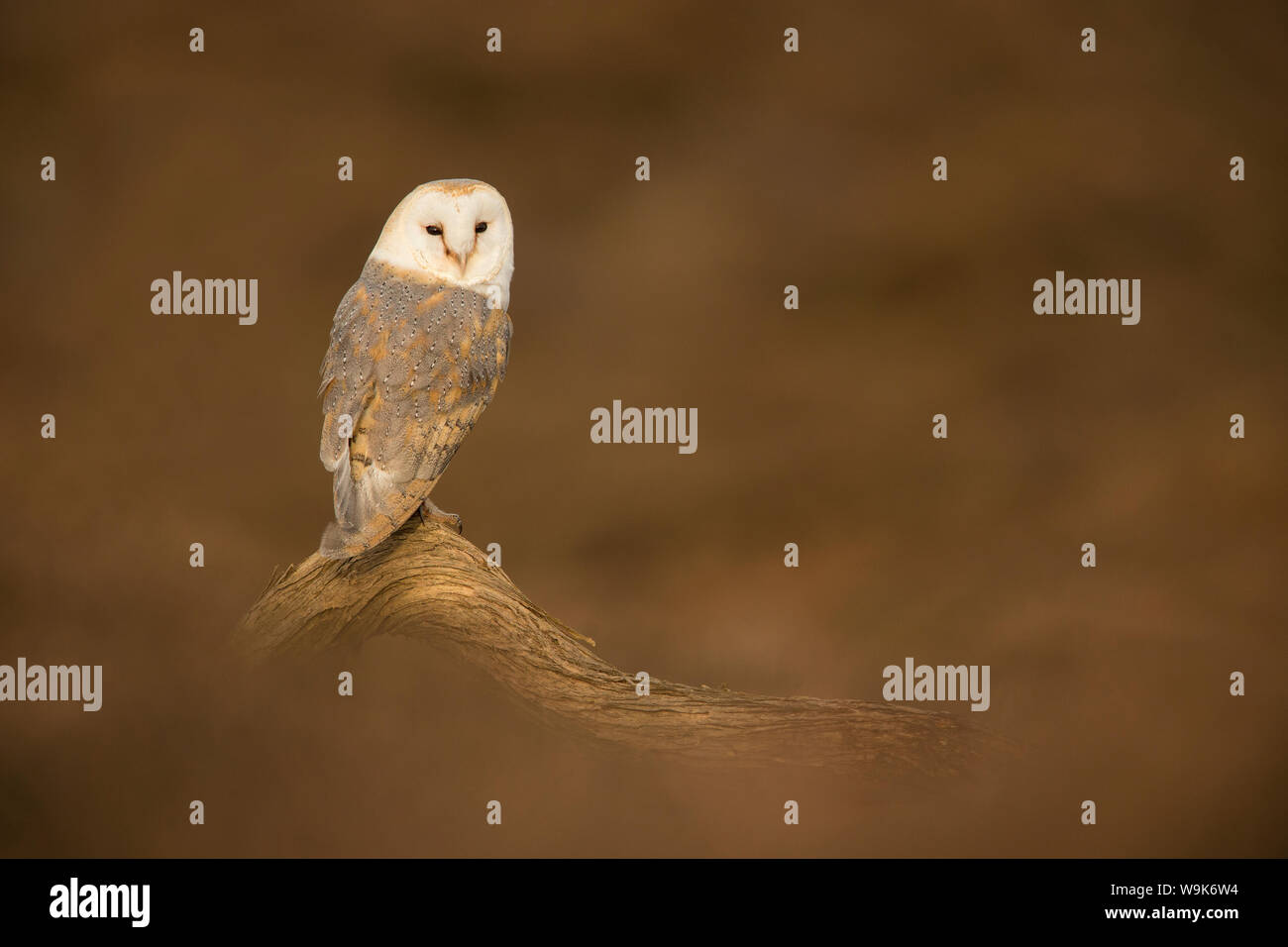 Effraie des clochers (Tyto alba) perché sur fallen log, Royaume-Uni, Europe Banque D'Images