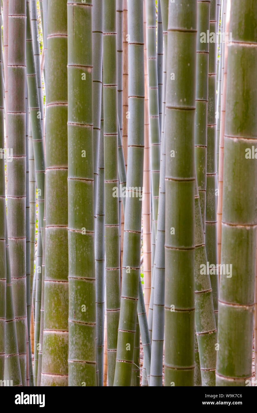 Close-up de tiges, forêt de bambous, Sagano, Ukyo Ward, de Arashiyama, Kyoto, région du Kansai, l'île de Honshu, Japon, Asie Banque D'Images