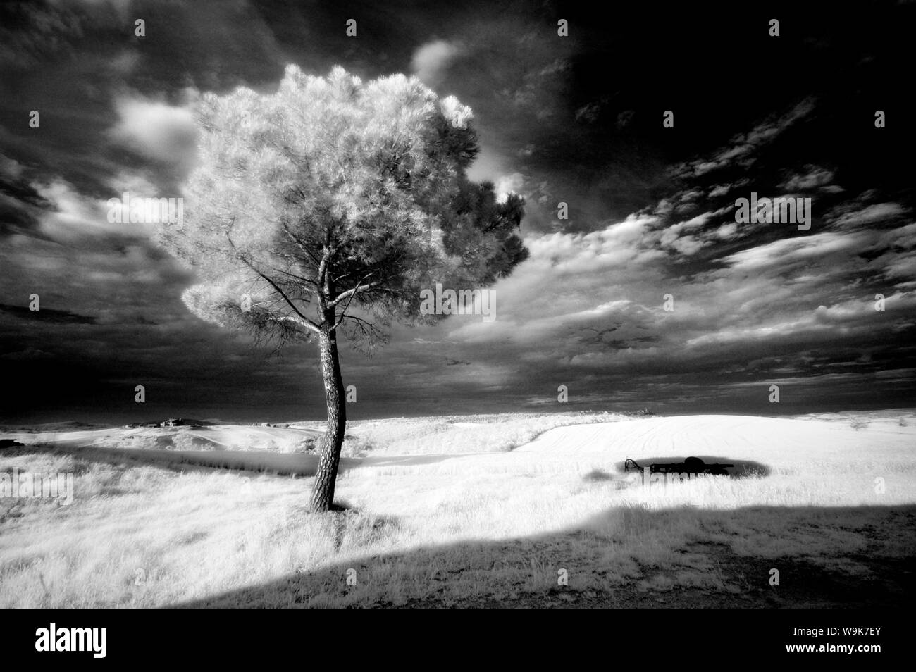 L'image infrarouge d'un arbre contre le ciel sombre soir, près de Pienza, Toscane, Italie, Europe Banque D'Images