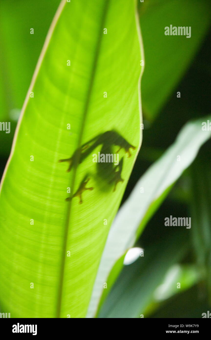 Red eyed tree frog, Parc National de Tortuguero, Costa Rica Banque D'Images