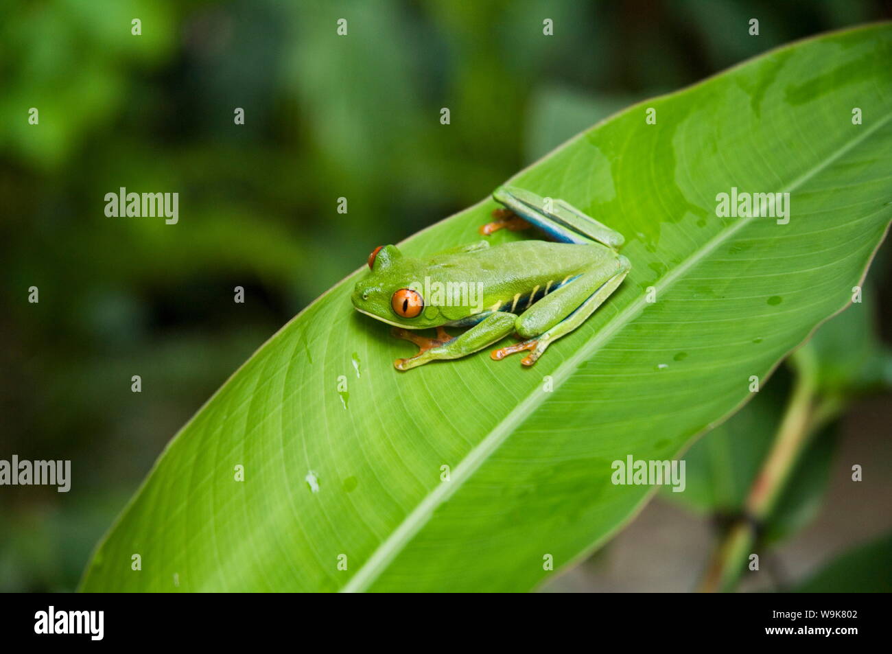 Red eyed tree frog, Parc National de Tortuguero, Costa Rica Banque D'Images