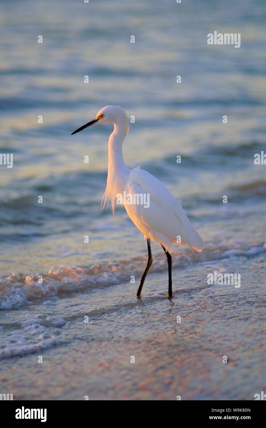 Aigrette neigeuse, Fort Myers, Floride, USA Banque D'Images