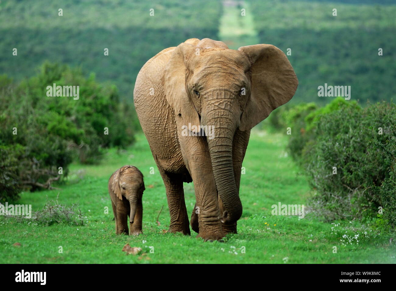 Mère et son petit, l'éléphant africain (Loxodonta africana), le Parc National de Addo, Afrique du Sud, l'Afrique Banque D'Images