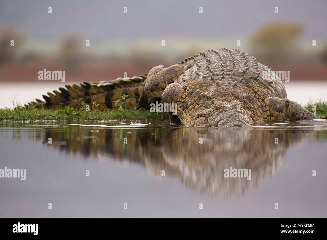 Le crocodile du Nil (Crocodylus niloticus), Zimanga Private Game Reserve, KwaZulu-Natal, Afrique du Sud, l'Afrique Banque D'Images