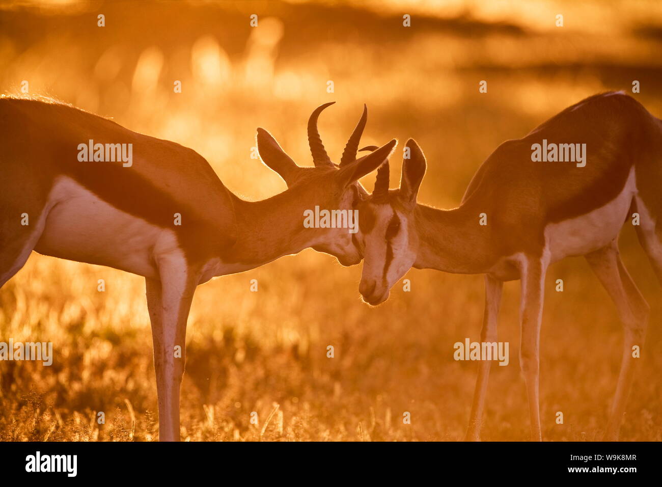 Le Springbok (Antidorcas marsupialis) combat au coucher du soleil, Kgalagadi Transfrontier Park, Northern Cape, Afrique du Sud, l'Afrique Banque D'Images