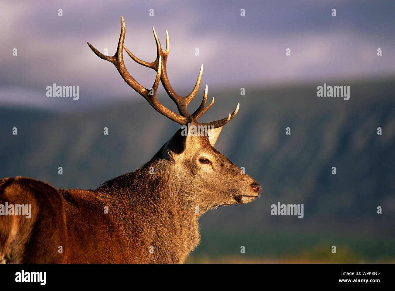 Red Deer (Cervus elaphus) stag, captive, Highland Wildlife Park, Kingussie, Ecosse, Royaume-Uni, Europe Banque D'Images