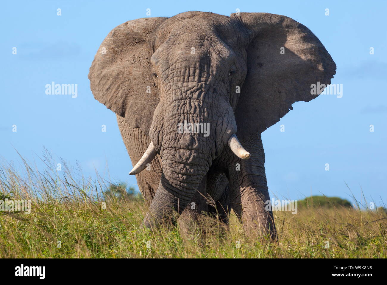 Bull d'éléphants d'Afrique (Loxodonta africana), Phinda Private Game Reserve, KwaZulu Natal, Afrique du Sud, l'Afrique Banque D'Images