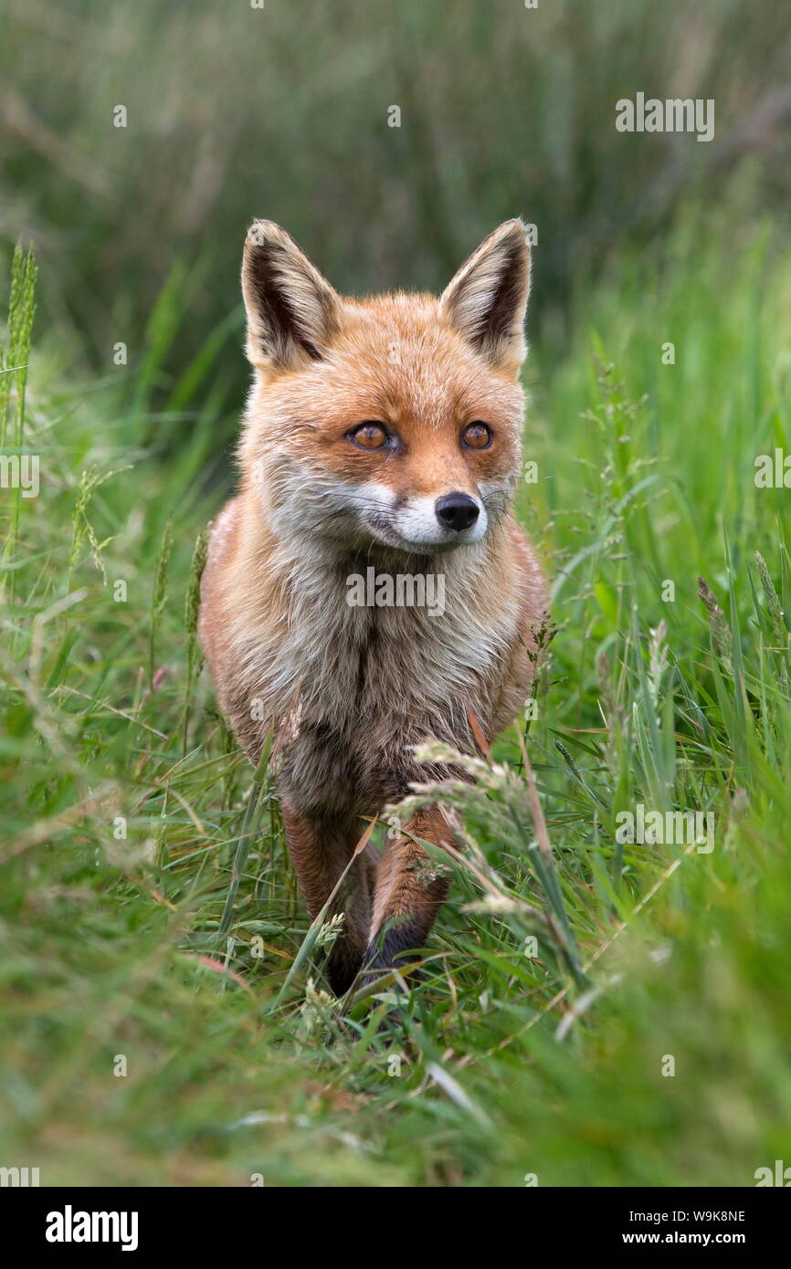 Le renard roux (Vulpes vulpes) en captivité, Royaume-Uni, Europe Banque D'Images