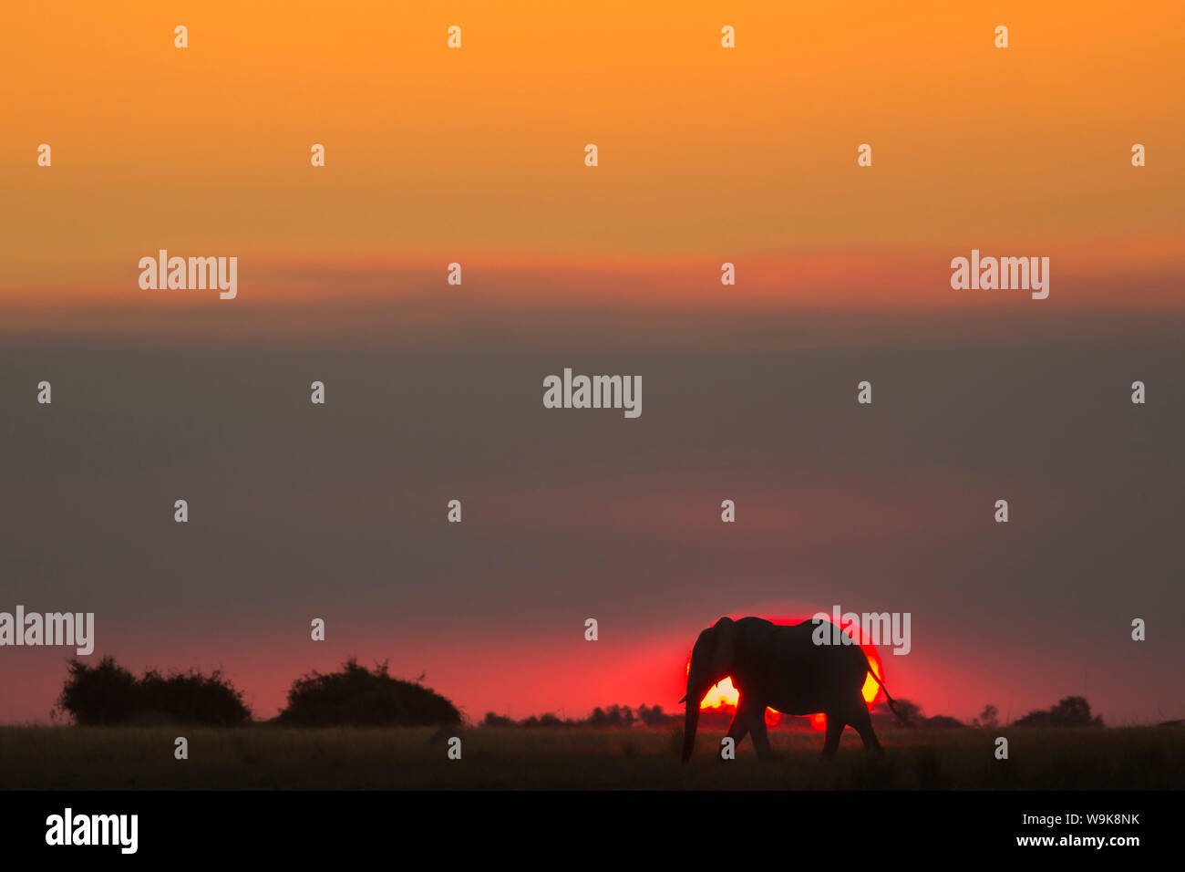 L'éléphant africain (Loxodonta africana) au coucher du soleil, de la rivière de Chobe, Botswana, Africa Banque D'Images