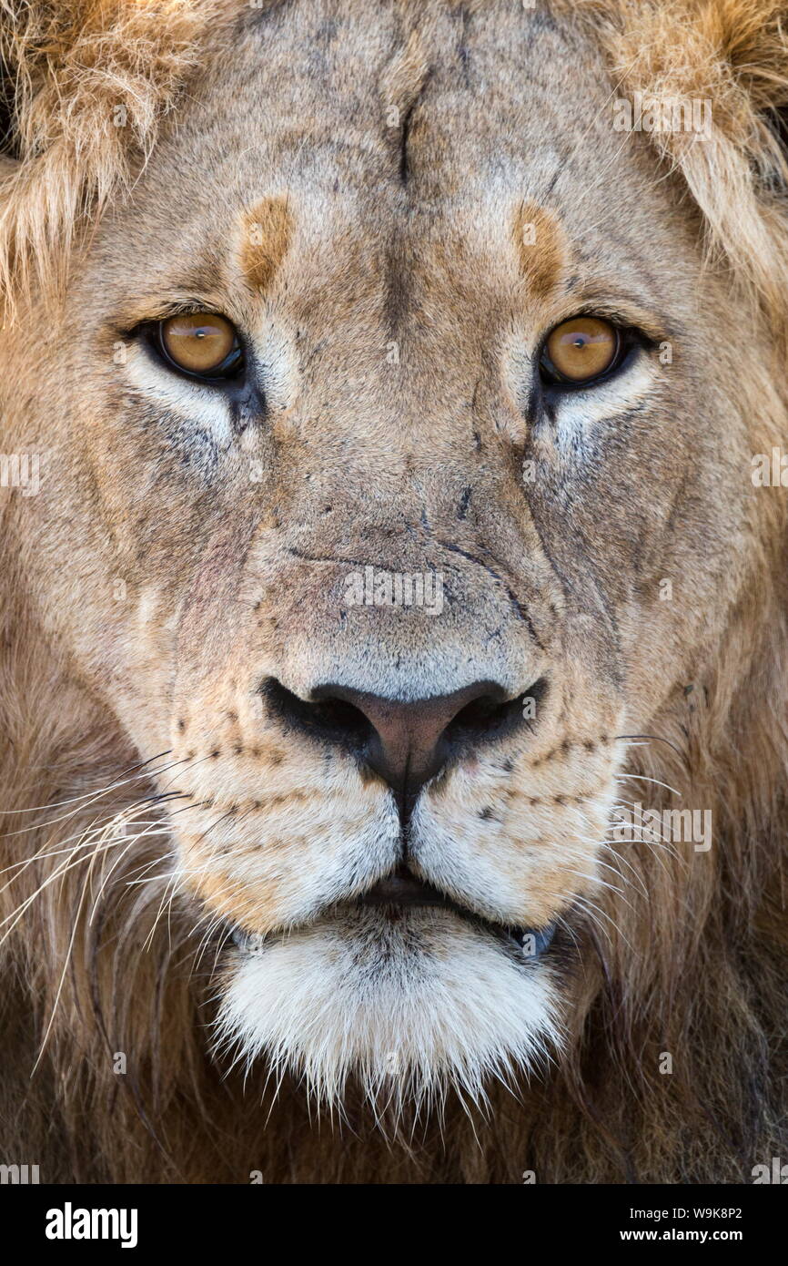 Lion (Panthera leo), Mountain Zebra National Park, Eastern Cape, Afrique du Sud, l'Afrique Banque D'Images