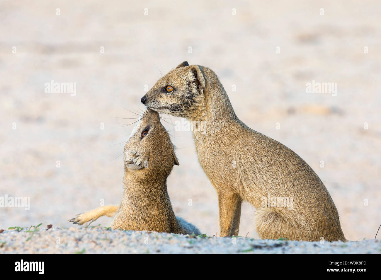 (Cynictis penicillata mangouste jaune), Kgalagadi Transfrontier Park, Northern Cape, Afrique du Sud, l'Afrique Banque D'Images