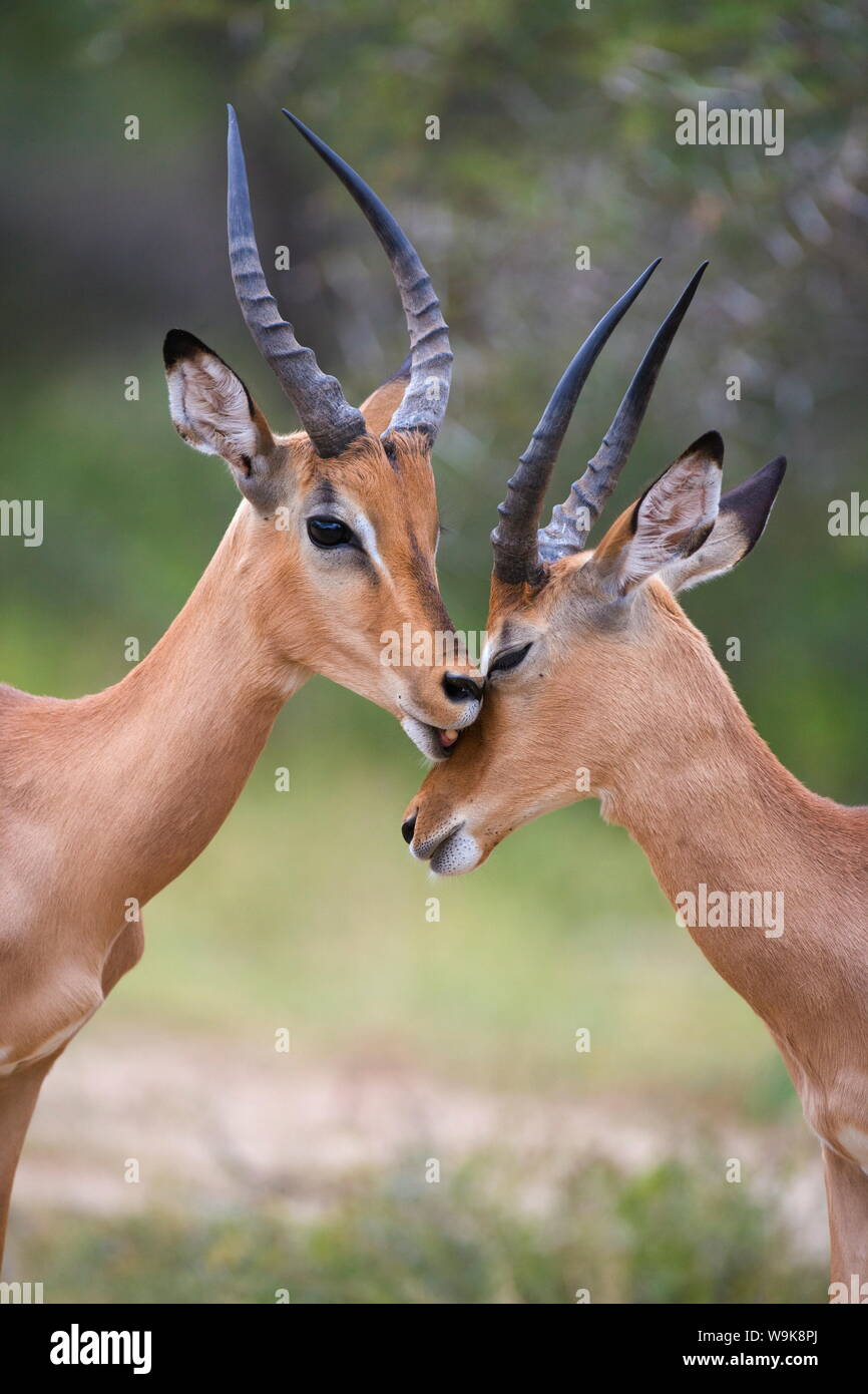 Impala (Aepyceros melampus), les mâles allotoilettage, Kruger National Park, Mpumalanga, Afrique du Sud, l'Afrique Banque D'Images