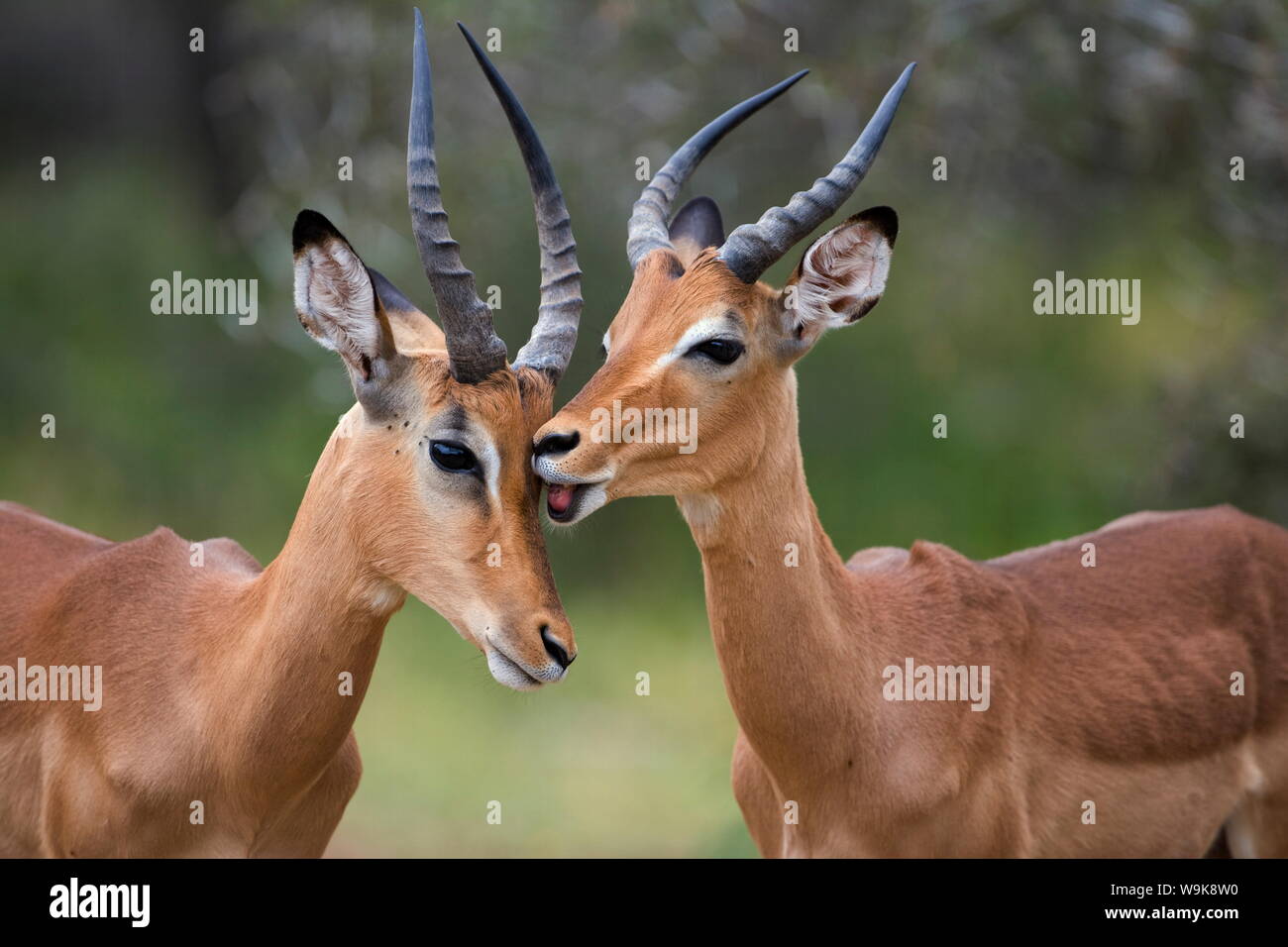 Impala (Aepyceros melampus), les mâles allotoilettage, Kruger National Park, Mpumalanga, Afrique du Sud, l'Afrique Banque D'Images