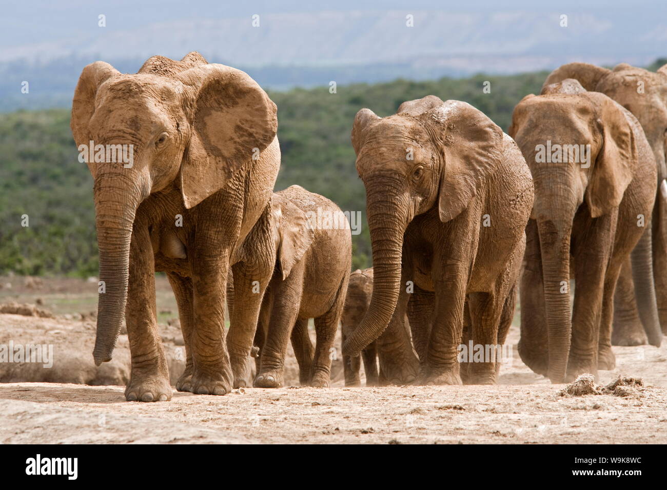 Troupeau d'éléphants (Loxodonta africana), l'Addo Elephant National Park, Eastern Cape, Afrique du Sud, l'Afrique Banque D'Images